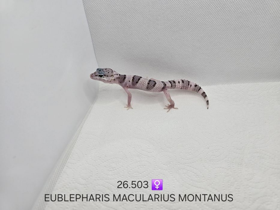 Gekon lamparci Eublepharis macularius montanus