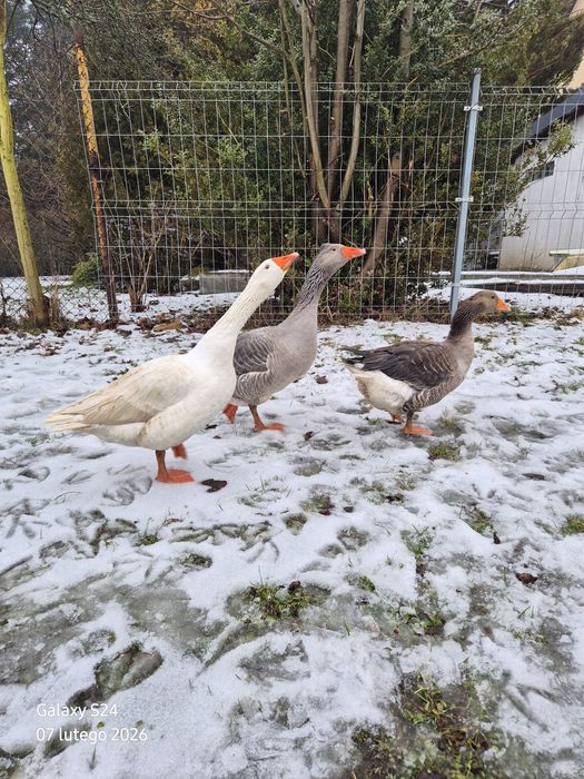 Sprzedam gęś biała kołudzka