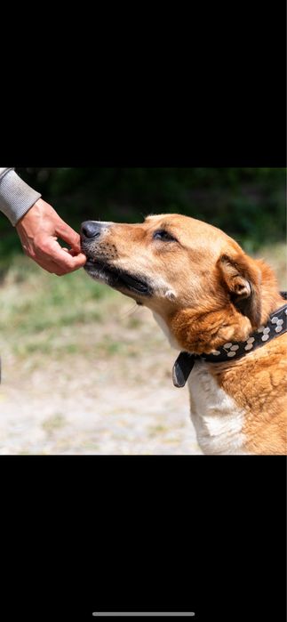 Dolly, porte grande, para adoção responsável