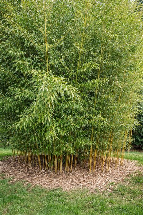 Бамбук Phyllostachys bissetii