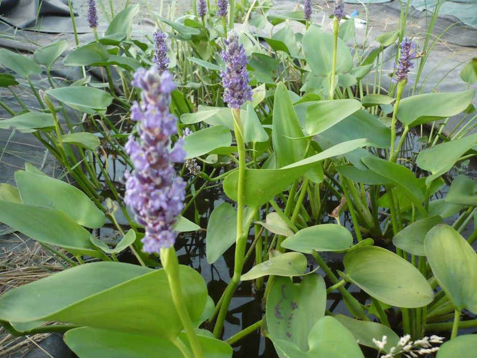 Rośliny wodne, rośliny przybrzeżne , Kamieńsk lesiakowski.pl