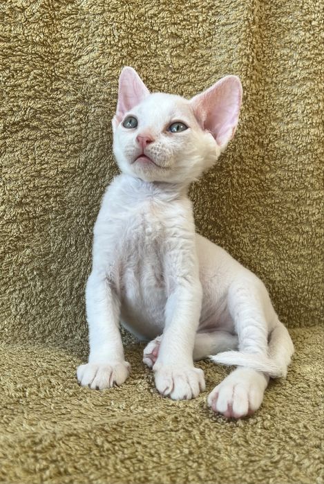 Котик Девон Рекс/Devon Rex