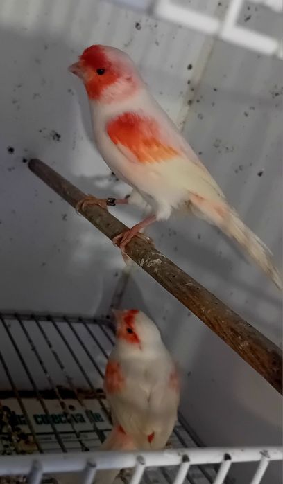 Casais de canários mosaicos vermelhos 2025