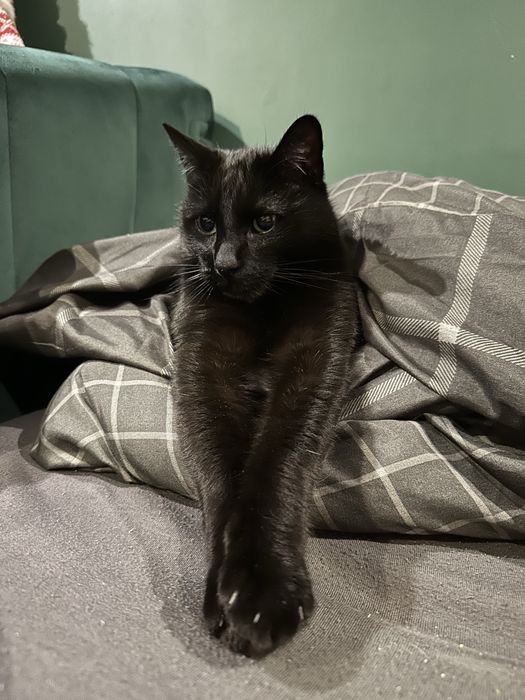 Oddam kota w dobre rece