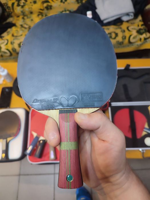 Butterfly Mizufani Apolonia Franzisca zlc Fan Zhendong  Petr korbel