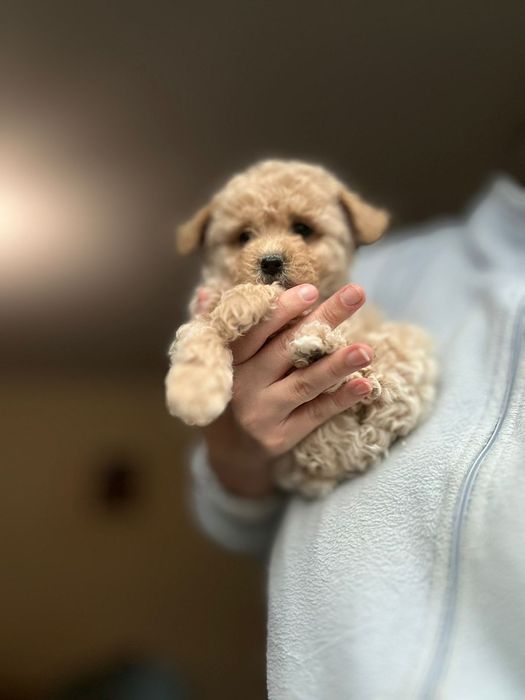 Найкращі мальтіпу   мальтипу радість