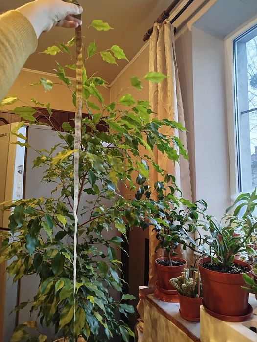 Продається чудовий фікус Бенджаміна.
