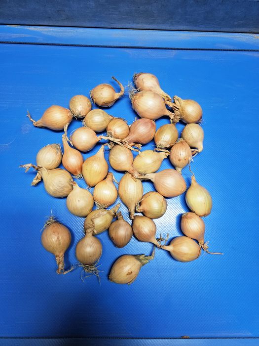 Cebula dymka szczypiorówka