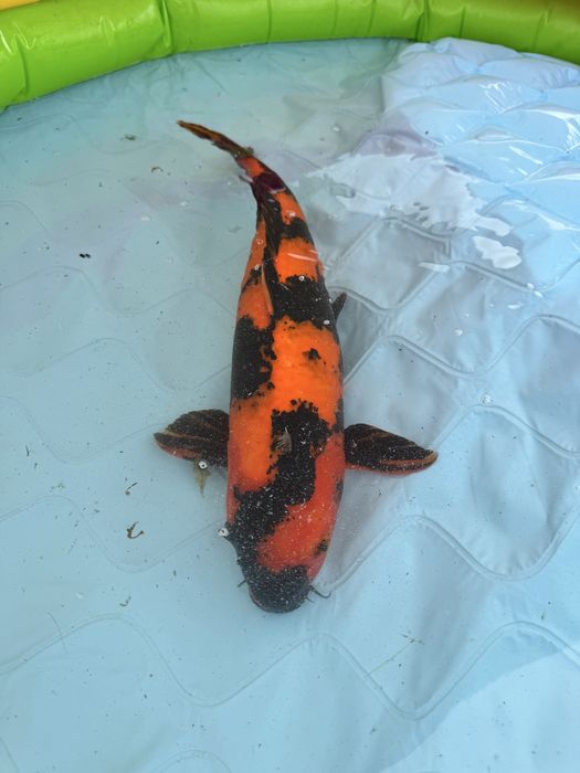 Carpa koi hi utsuri 60/65cm