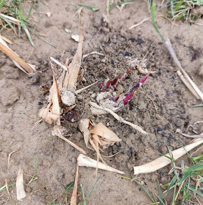 Miskant Chiński Memory P11