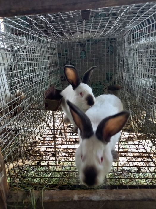 Кролики Каліфорнійської породи