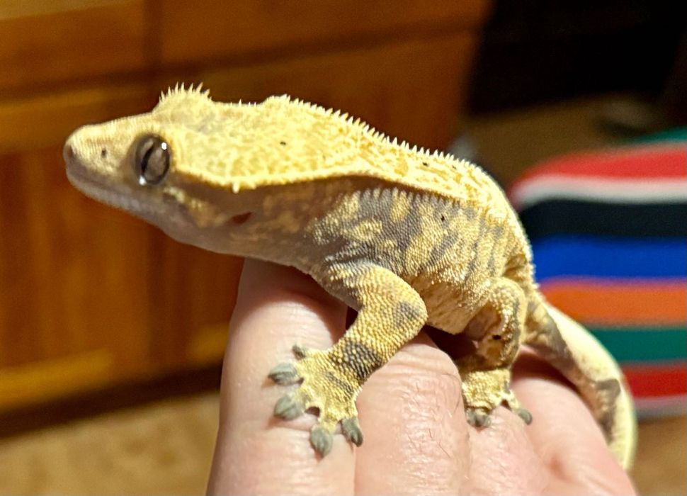 Gekon orzęsiony Crested gecko samica, okazja