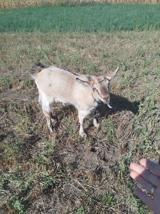 Продається молода коза