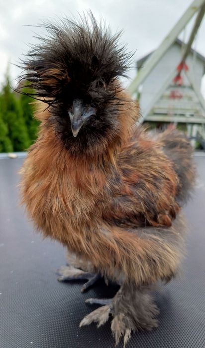 Silka silki jedwabiste kury koguty ozdobne