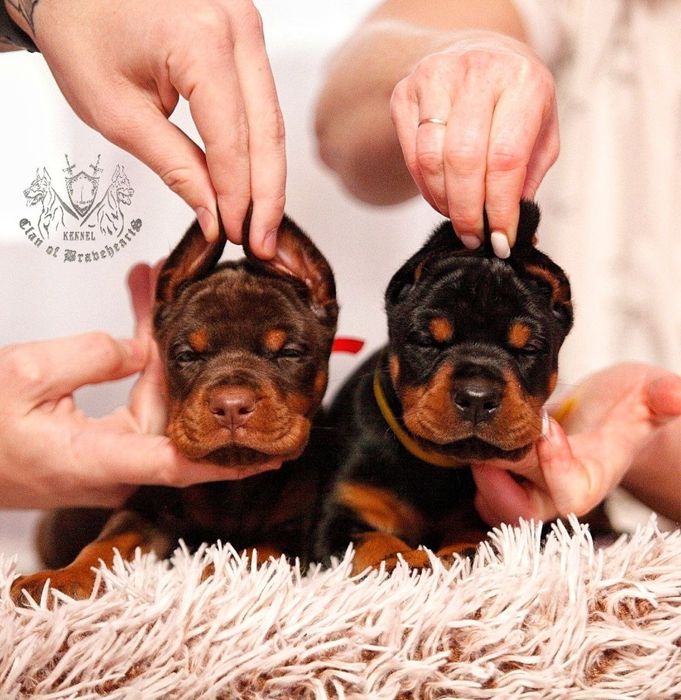 Крутезні Добермани