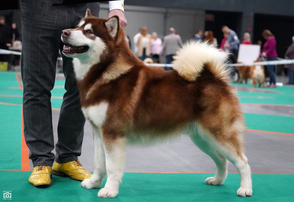 Zapowiedź miotu Alaskan Malamute – Sassenach of Joniec FCI