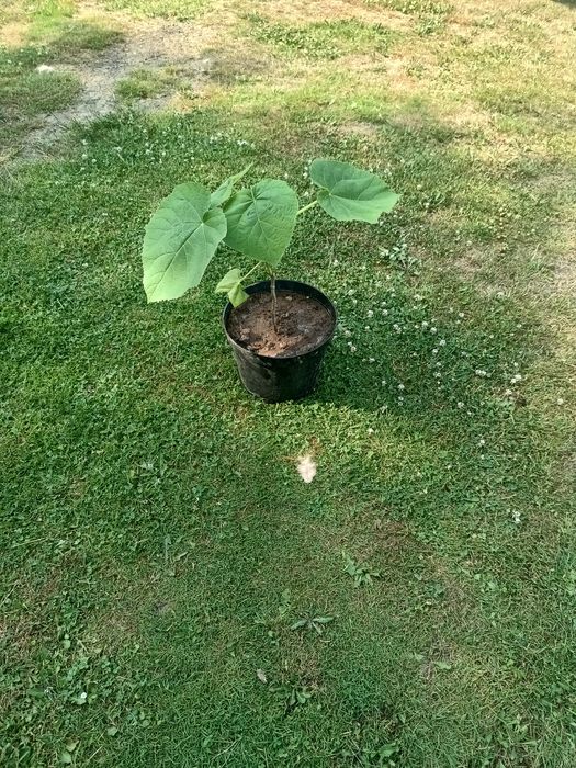 Paulownia oxytree drzewko szybkorosnące