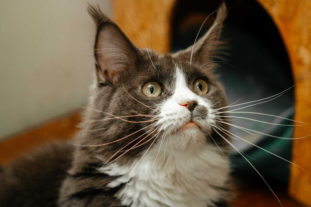 Кошка мейн кун. 2 года