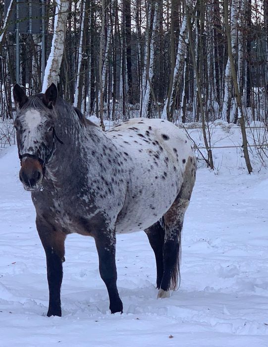 Klacz tarantowata 4lata, 164cm