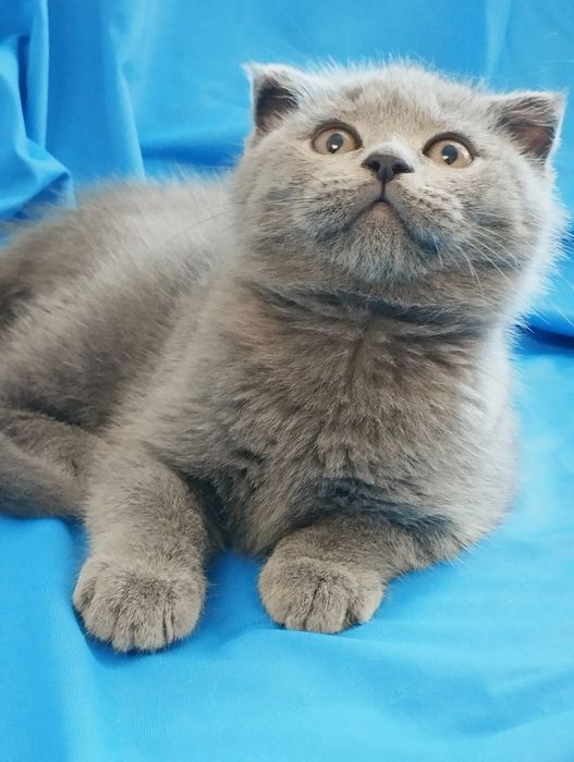 Шотландській скотіш фолд хлопчик