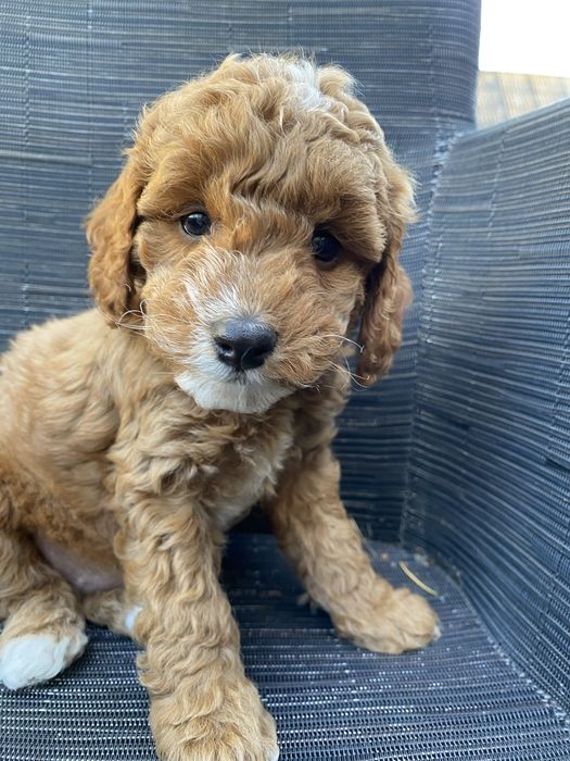 *Zarezerwowany* Pablo Cavapoo F1B Pudel Miniaturowy & Cavapoo
