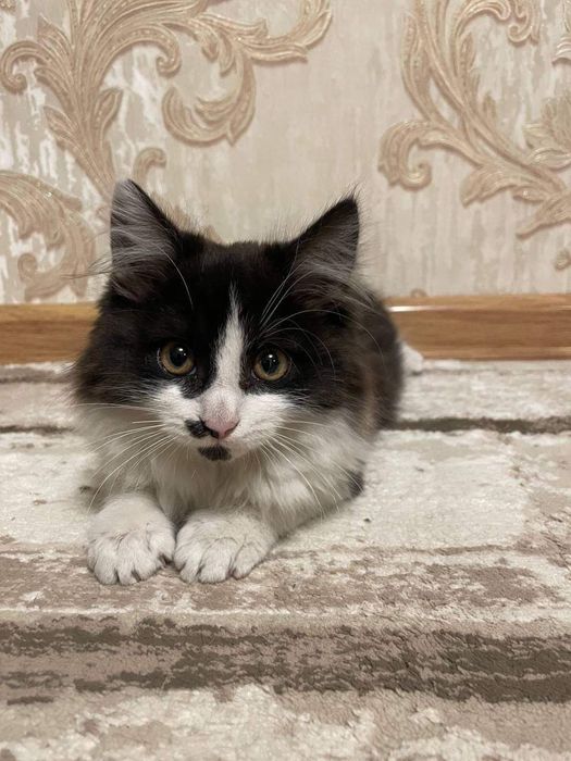 Маленька дівчинка шукає родину