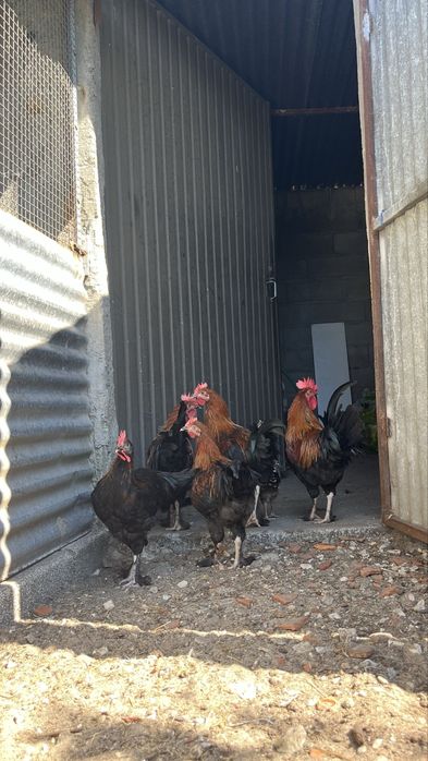 Galos marans , pedres portuguesa, faverolles