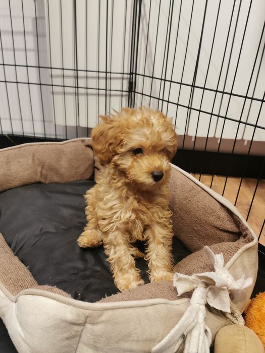 Piesek Bolek - pudel miniatura ZHPR UCI