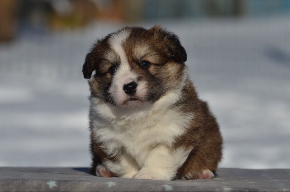 Вельш корги пемброк, мальчик