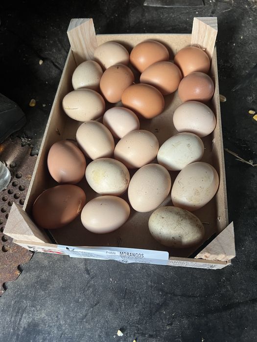 Ovos caseiros de galinhas criadas ao ar livre