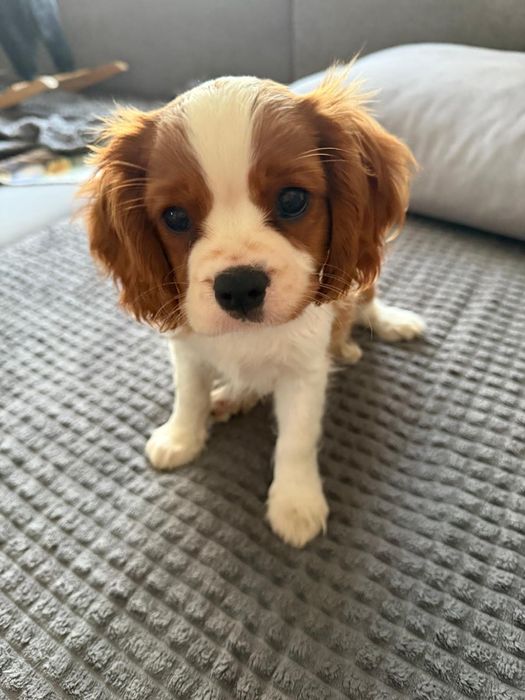 Cavalier king spaniel