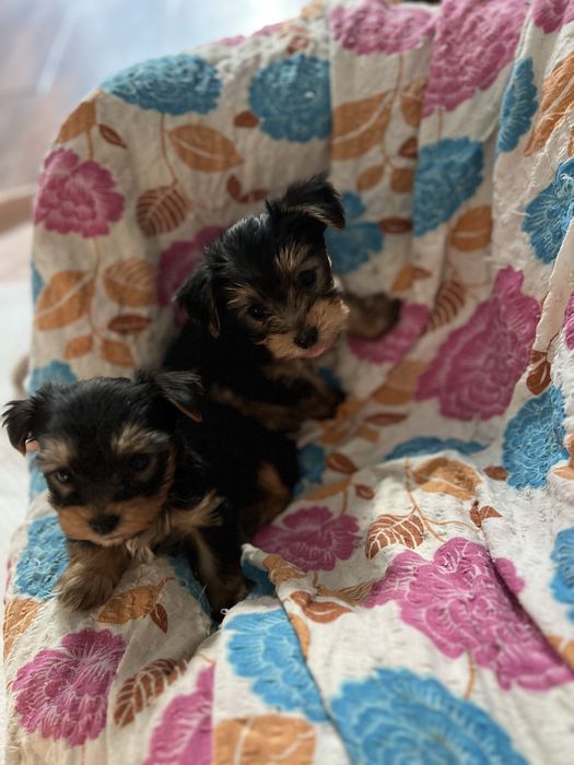 Продаю собачок