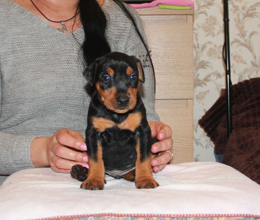 Продам щенков Немецкого пинчера