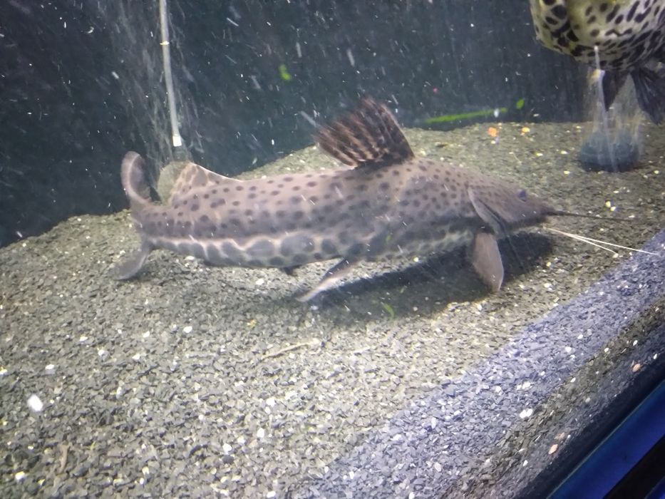 Sum Lamparci 60 cm - odłów