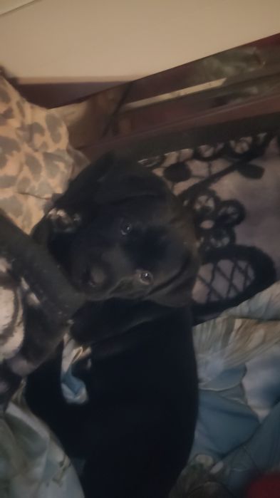 Oddam szczeniaka sunie