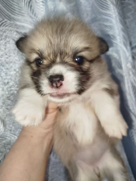 Вельш коргі ремрок