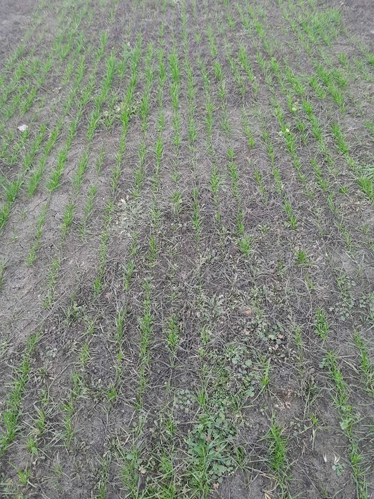 Podsiew traw siewnikiem talerzowym vredo