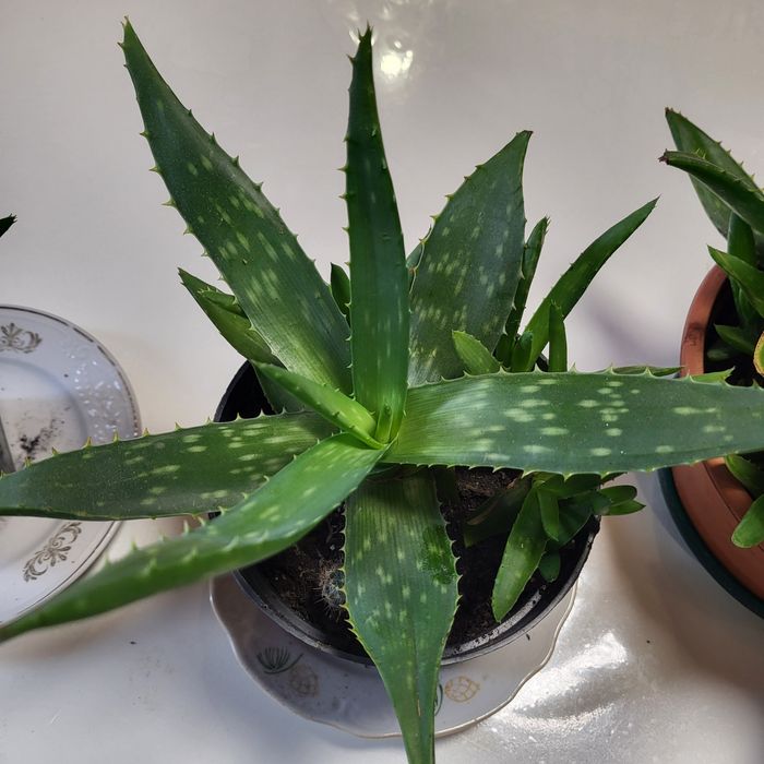 Продається алое різних розмірв