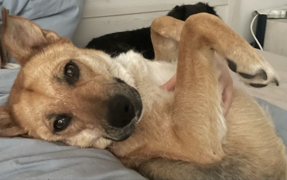 Delikatna i przyjazna  Riva suczka w typie  owczarka ok 1,5 roku