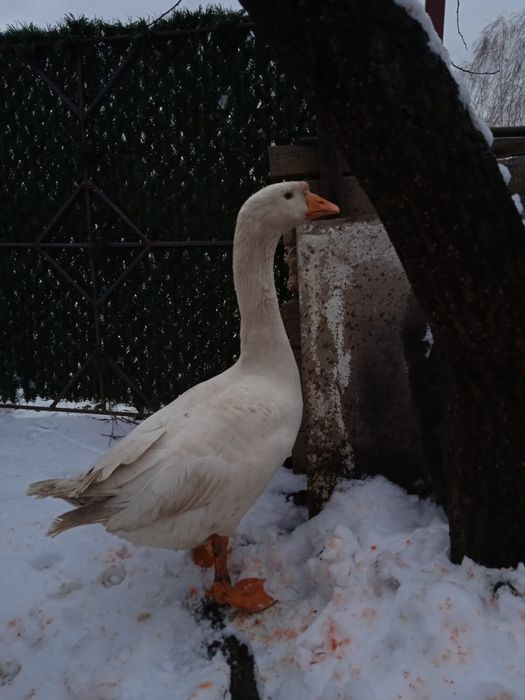 Гусь, гуси, гусак та гусиня породи Лінда