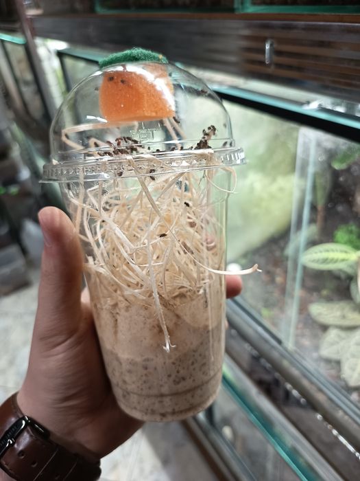Muszki owocówki Drosophila hydei