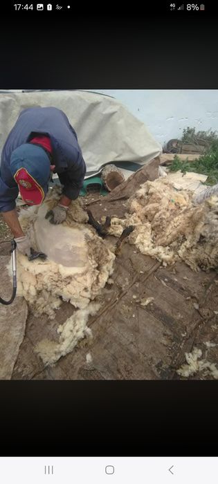 Fazemos tusquia de ovelhas
