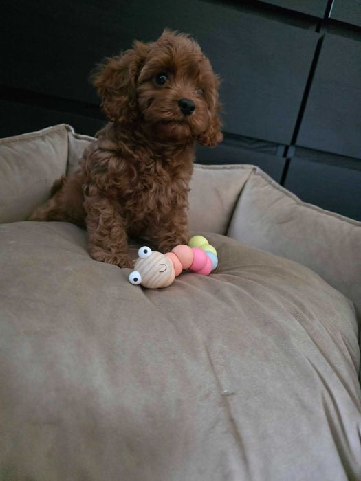 Cavapoo Dziewczynka