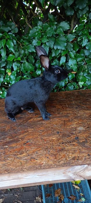 Króliki zajęczak czarny