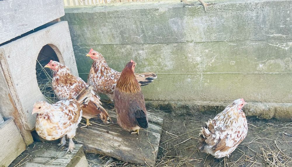 Інкубаційні яйця карликових  курочок