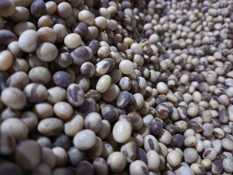 Продам насіневу сою "Максимус"