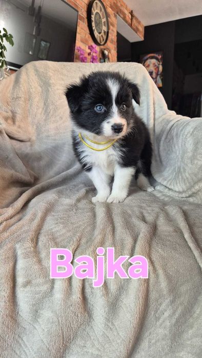 Border collie czarno białe