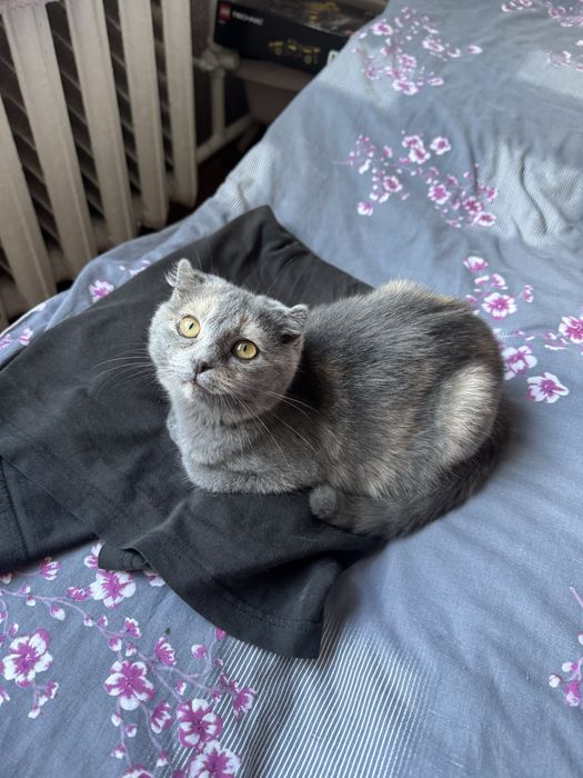 Вислоухая шотландская ласковая девочка котёнок в любящую семью