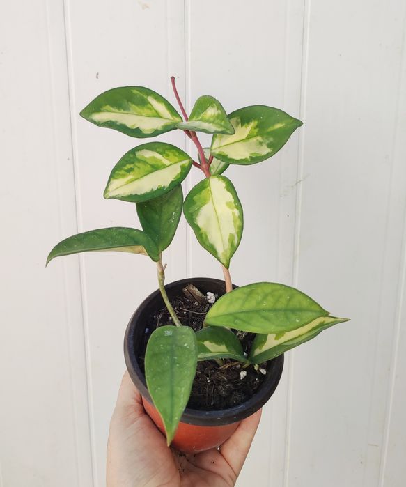 Hoya Krimson Princess - Flor de Cera
