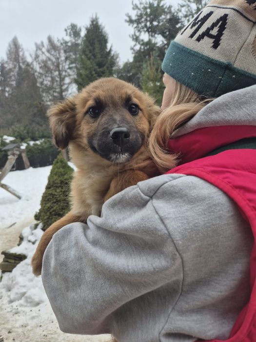 Szczeniaki do oddania